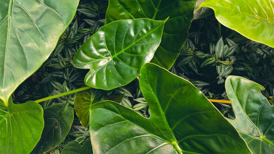 The Many Benefits of Heartleaf for Skincare
