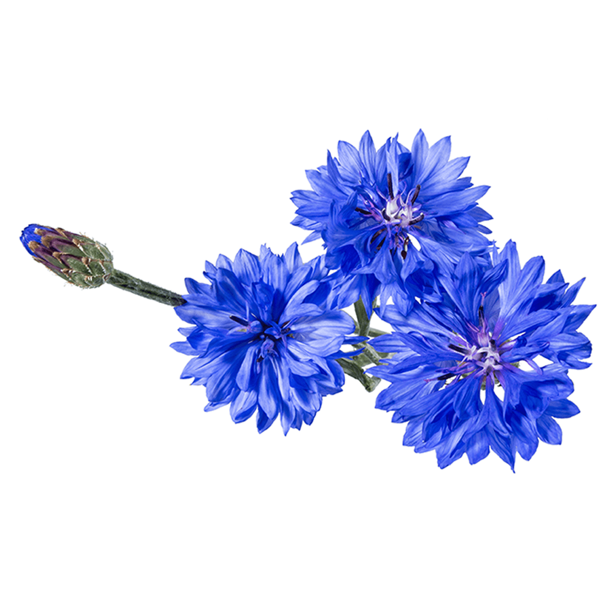 Cornflower extract (Yagurumagiku)