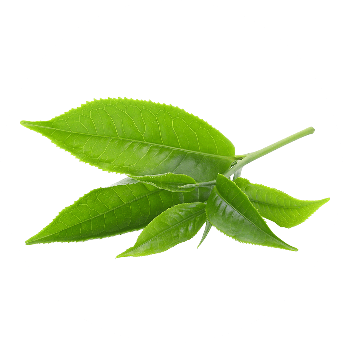 Uji Green Tea