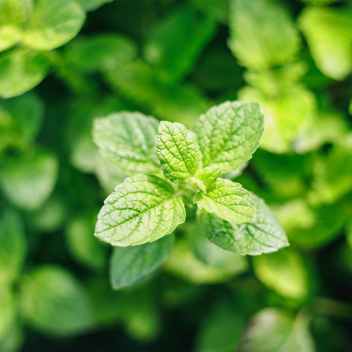 Lemon Balm & Artichoke Leaf Extracts