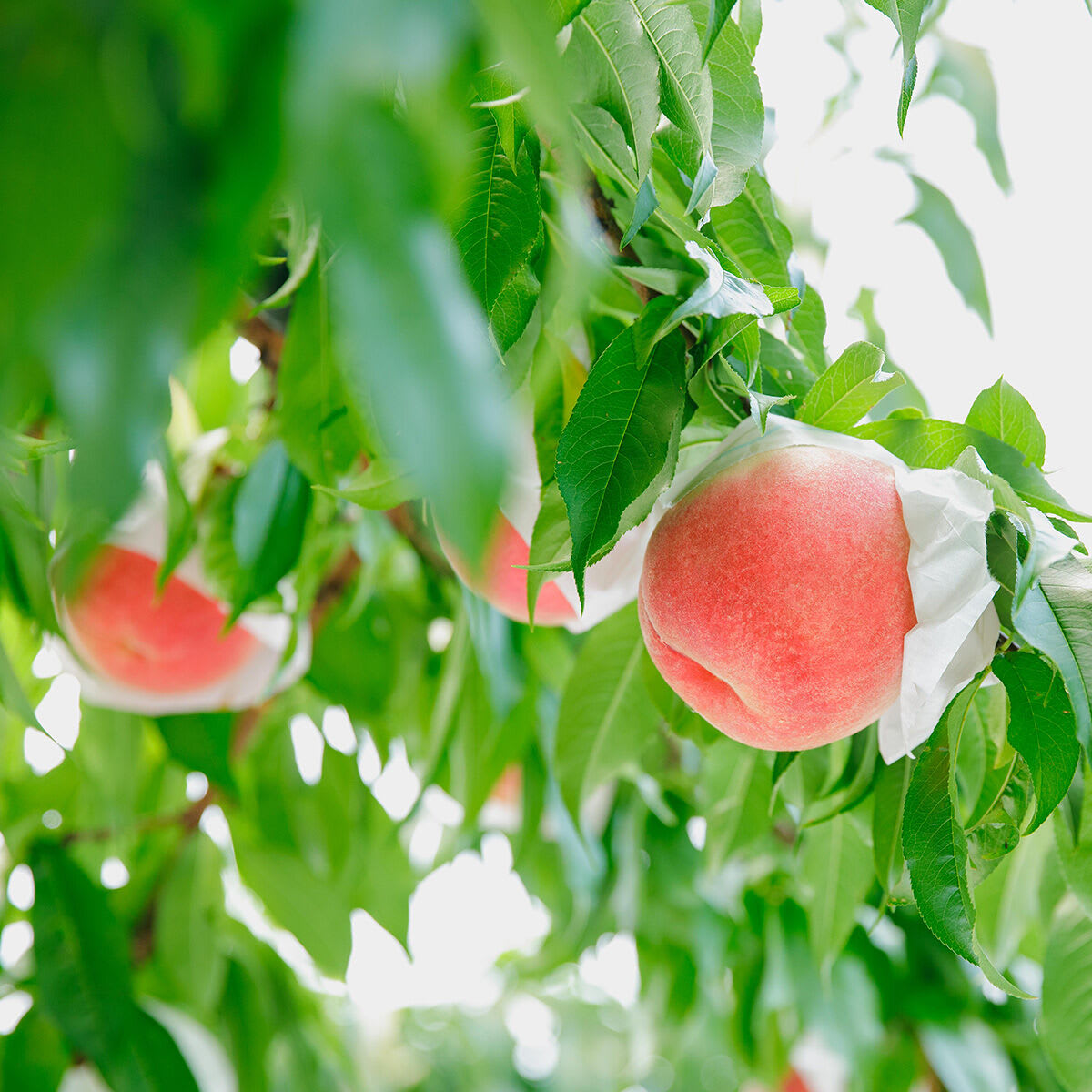 Close up shot of peaches hanging from a tree.