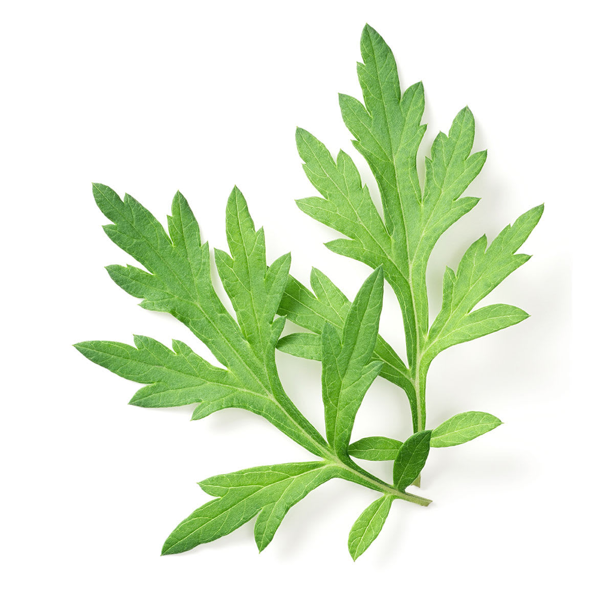 Niacinamide + Japanese Mugwort