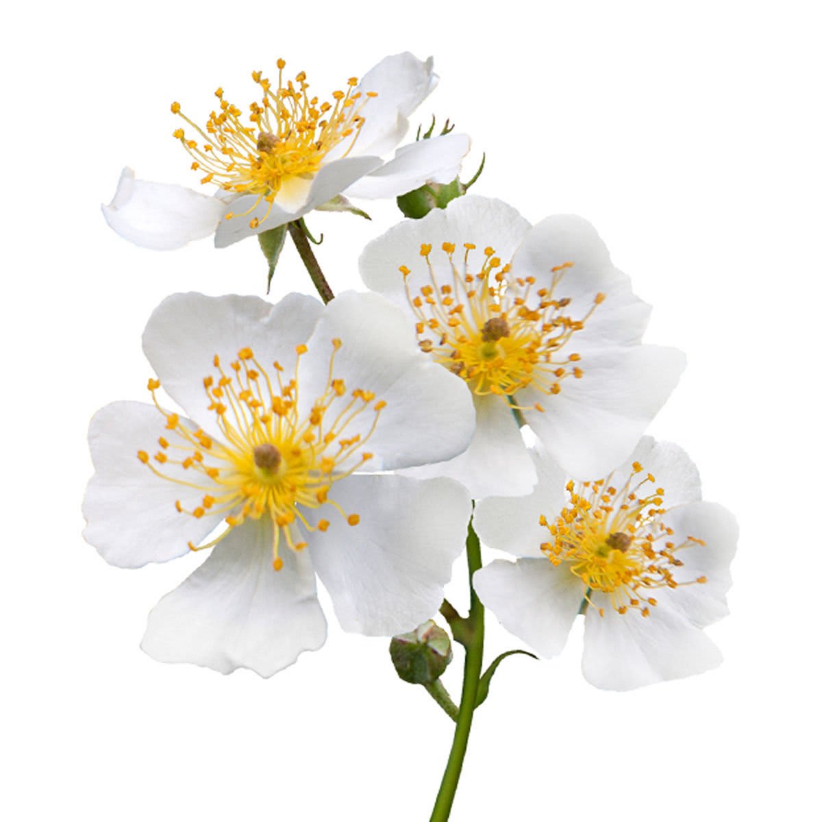 Wild Rose